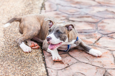 High angle view of a dog looking away