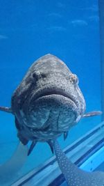 Close-up of fish swimming in sea