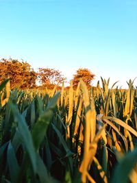 Scenic view of field against clear sky