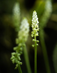 Close-up of small flowering plant