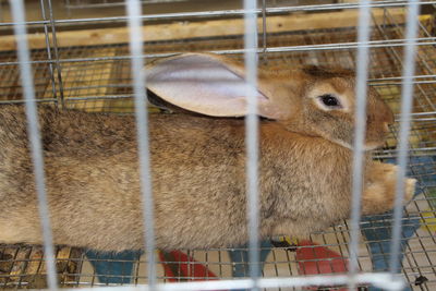 Close-up of cat in cage