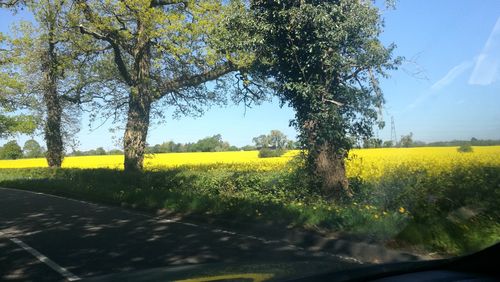 Yellow flowers on field seen through car windshield