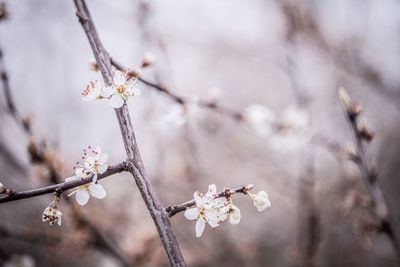 Close-up of cherry blossom on branch