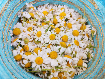 Close-up of white flowers