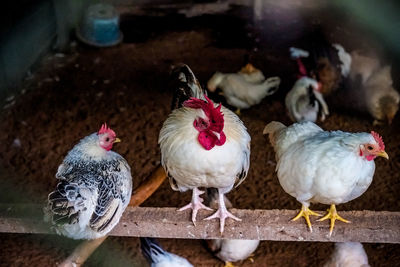 High angle view of hens in poultry