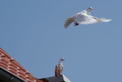 Low angle view of seagulls against the sky