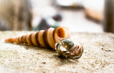 Close-up of seashells on sand