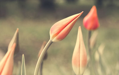 Close-up of orange flower bud