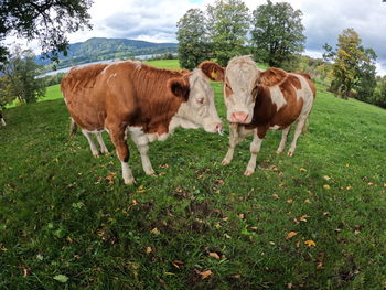 Cows looking at camera in pasture