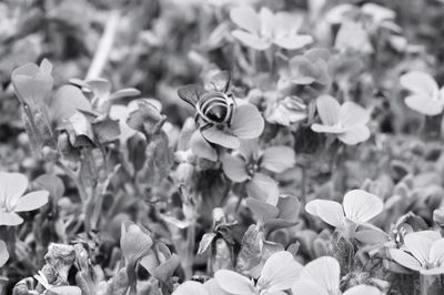 Close-up of flowering plants