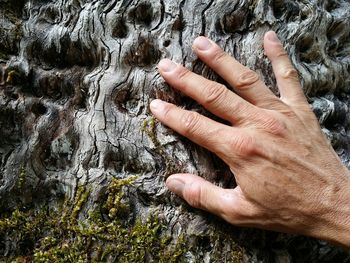 Close-up of human hand on tree trunk