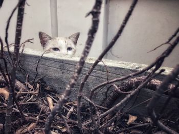 Portrait of cat by tree