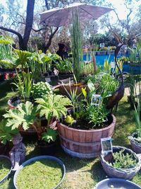 Potted plants in greenhouse