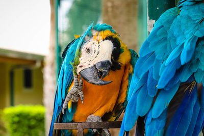 Close up of a bird