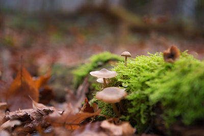 Close-up of mushrooms