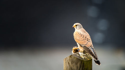 Close-up of bird perching on wooden post