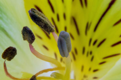 Close-up of yellow flowering plant