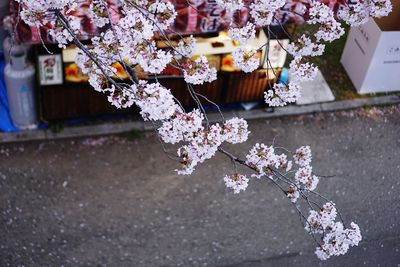 Close-up of pink cherry blossom tree