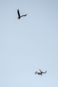 Low angle view of bird flying in sky