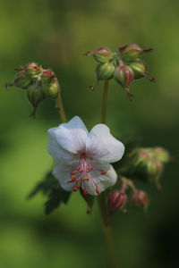 Close-up of pink flowering plant