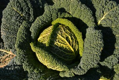 Close-up of leaf