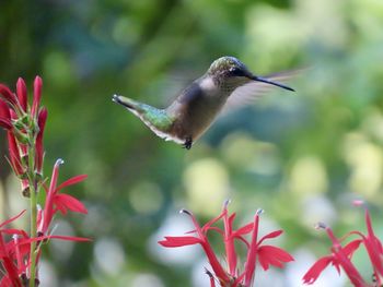 hummingbird
