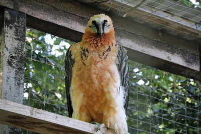 Low angle view of eagle perching in cage at zoo