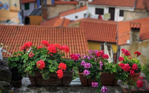 Flowers growing outside house