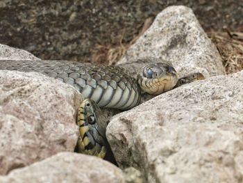 Close-up of snakes on rock