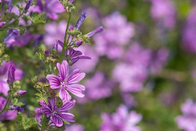 Close up of common mallow  flowers in bloom