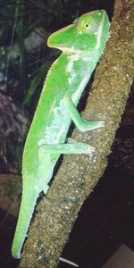 Close-up of green lizard on rock