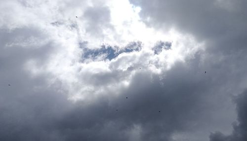 Low angle view of bird flying in sky