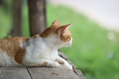 Close-up of a cat looking away