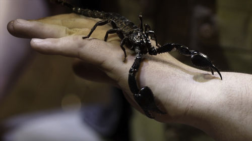 Close-up of hand holding spider