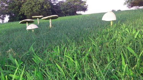 Trees on grassy field