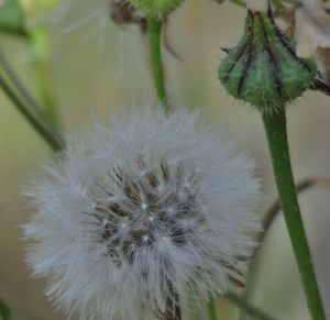 Close-up of white dandelion flower