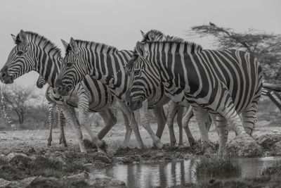 View of zebras standing on field by lake against sky