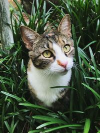 Portrait of cat on grass