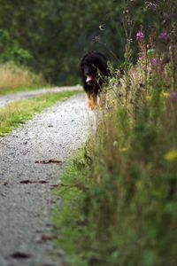 Dog on grass