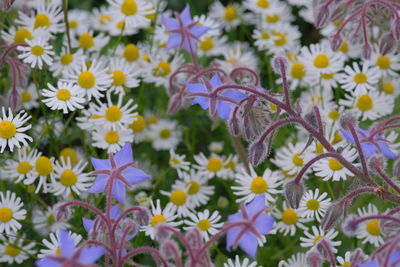 Close-up of yellow flowering plant