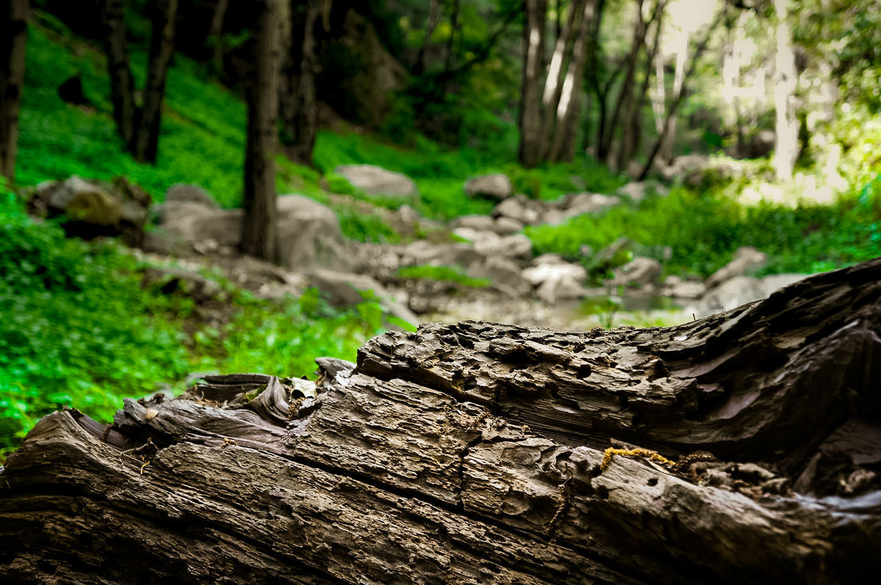 CLOSE-UP OF FALLEN TREE TRUNK