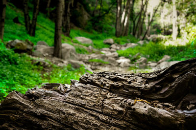 Close-up of fallen tree trunk in forest