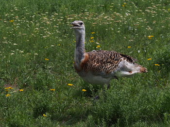 Side view of duck standing on field