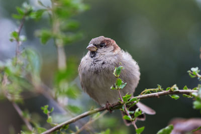 Close-up of bird perching on tree