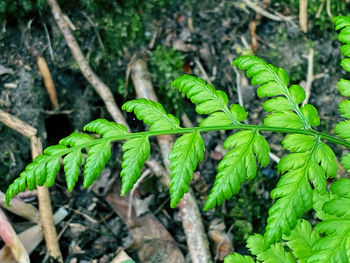 Close up of fern