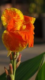 Close-up of orange flowering plant