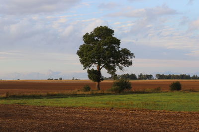 Tree on field against sky