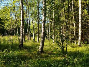 Trees in forest