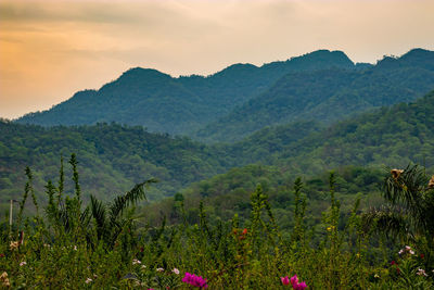 nature