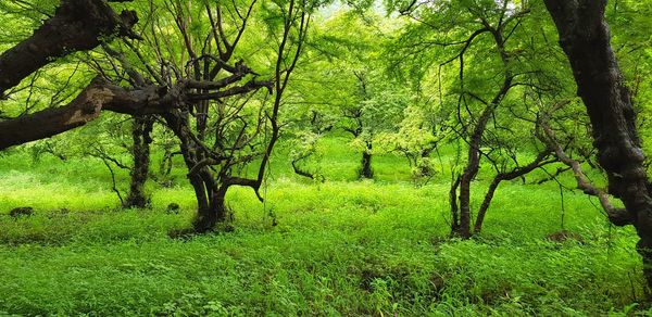 Trees in forest